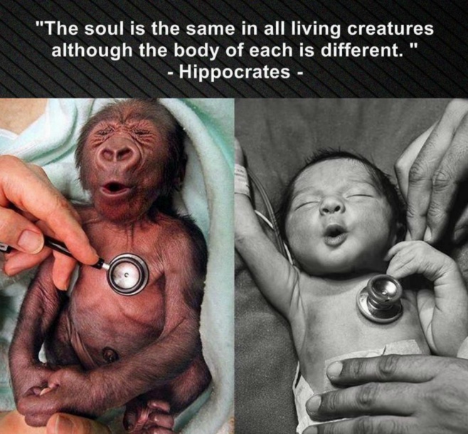 The soul is the same in all living creatures although the body of each is different. - Hippocrates Quote 