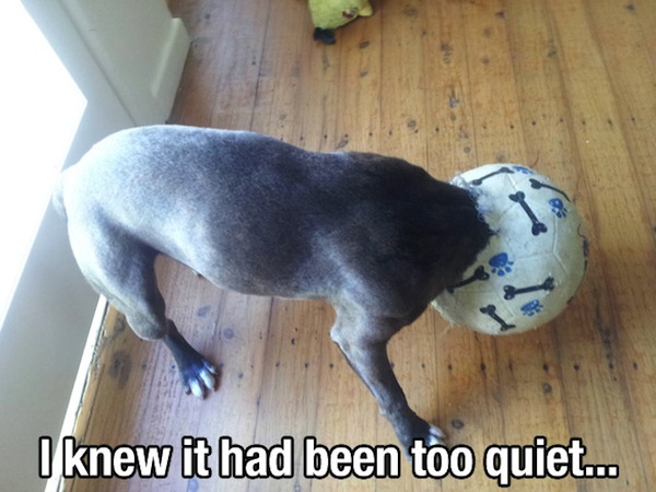 Dog stuck in ball - I knew it had been too quiet 
