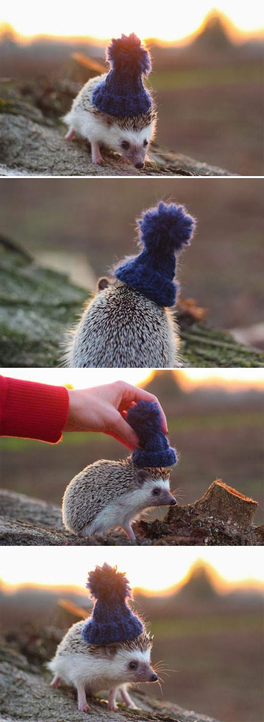 Hedgehog With The Hat