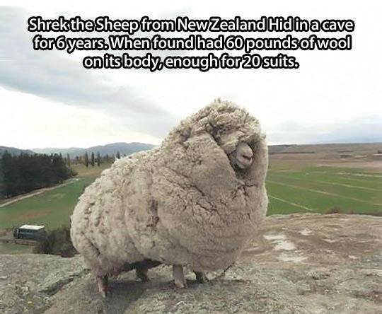 Shrek the Sheep from New Zealand !