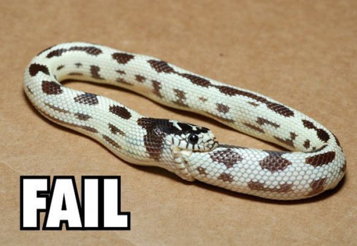 Snake fails