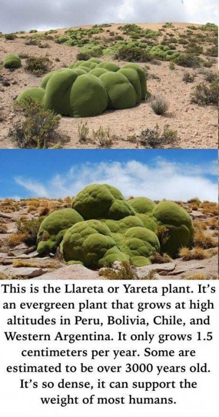 This is the Llareta or Yareta plant...