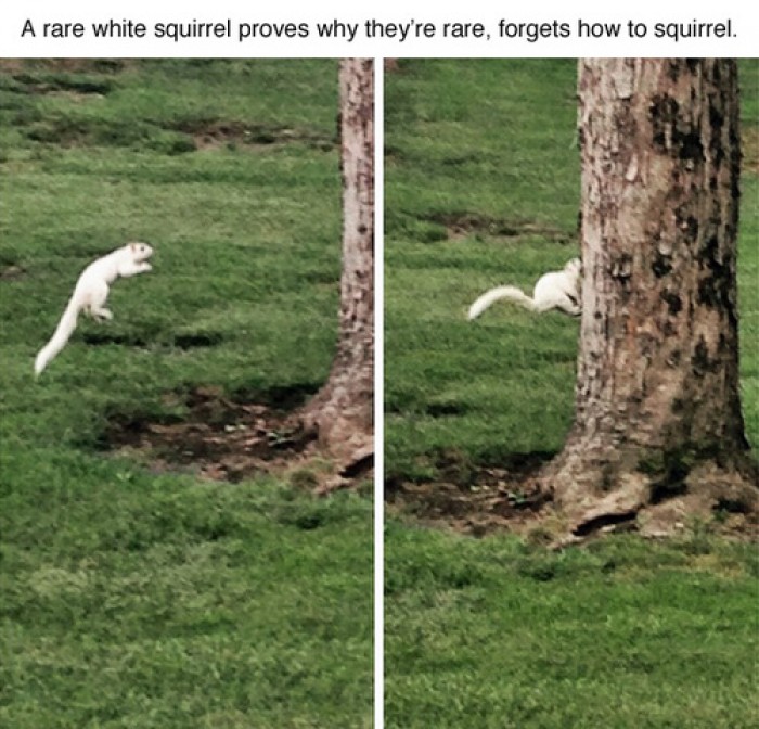 White squirrels can’t jump.