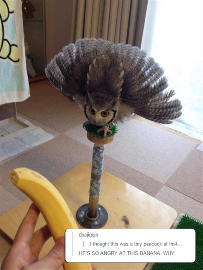 Owl be damned, he's gone bananas.