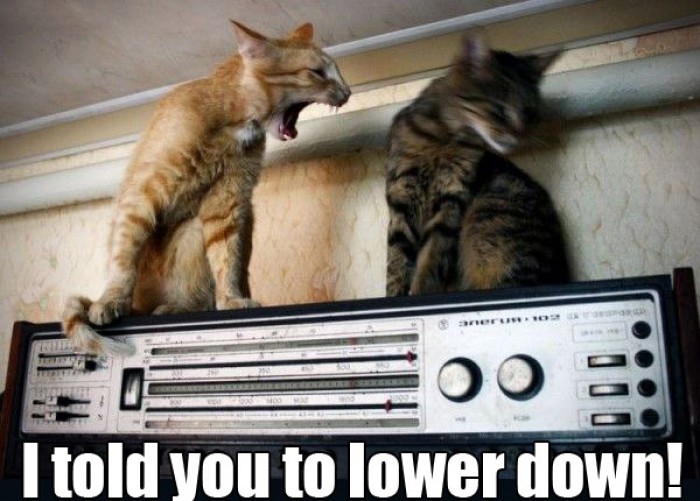 Cat yelling "I Told You To Lower Down!"