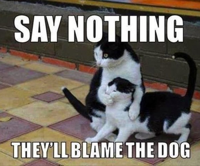 Say nothing, they'll blame the dog
