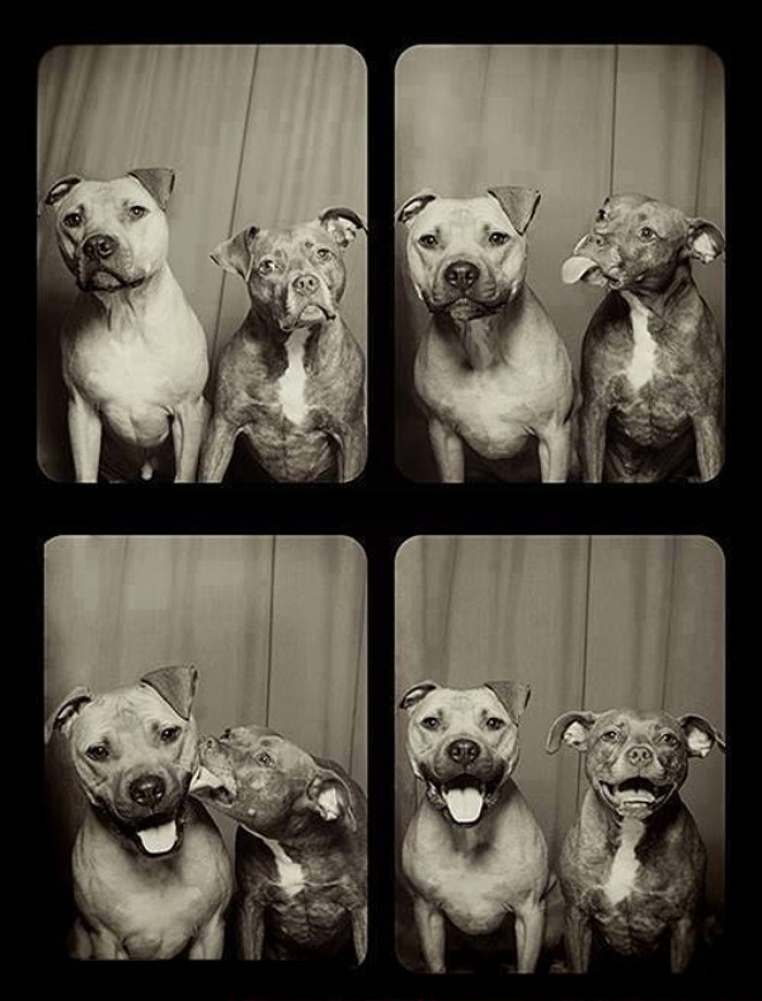 This Is what happens when you put dogs in a photo booth.