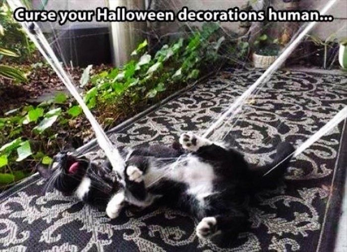 Curse your halloween decorations human