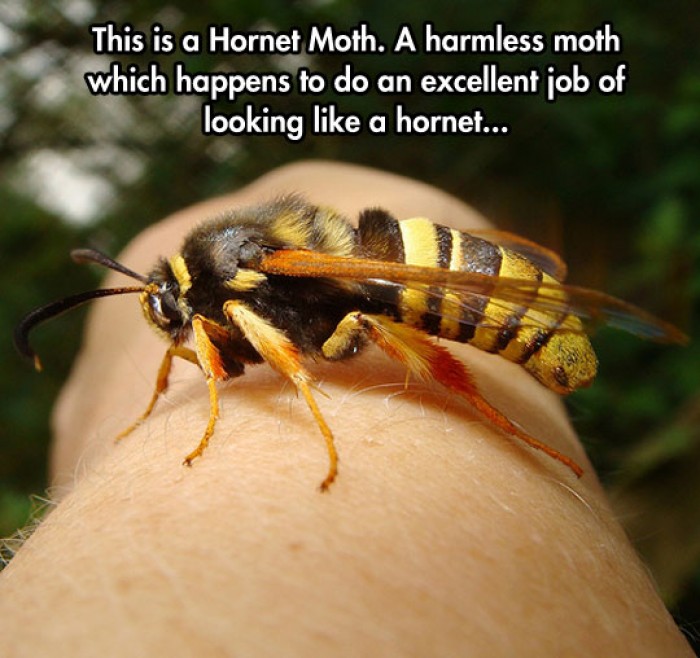 This is a Hornet Moth