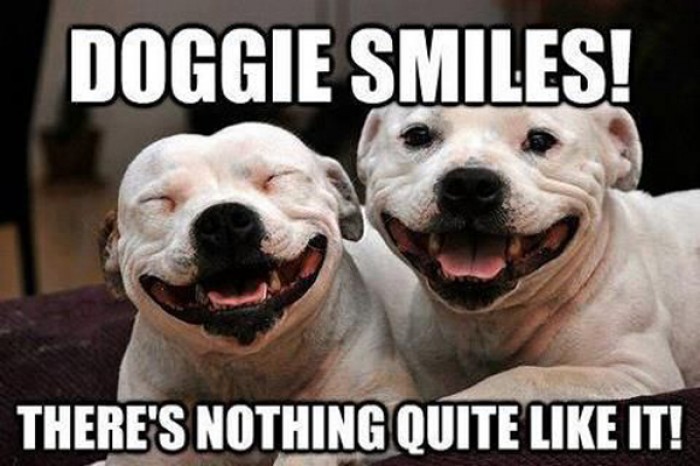 Doggie adorable smiles