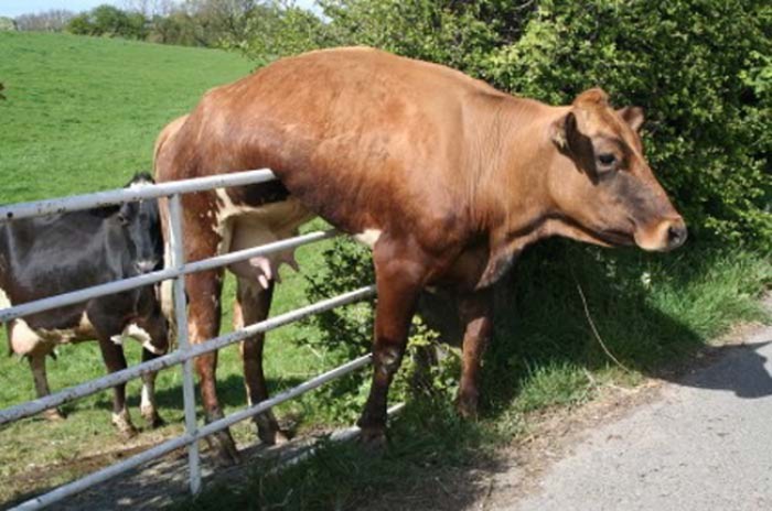 Hey Cow, Where Did You Think You're Going? Cow Stucked In The Fence