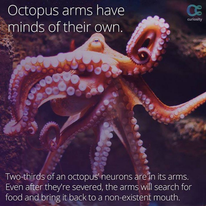 Octopus Arms Have Minds Of Their Own