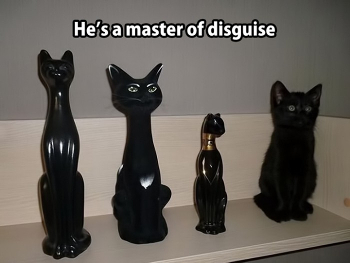 The master of disguise
