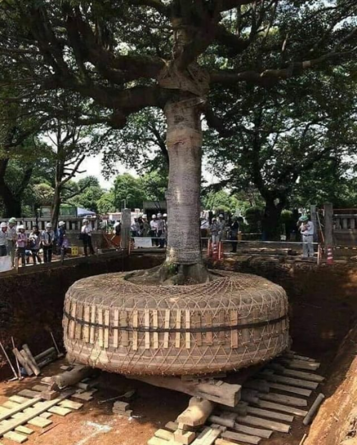 Removing Tree In Japan