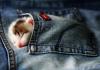 Sleeping mouse in pocket