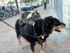 A dog towing a cat, towing a rat no, really