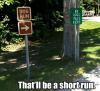 Shortest run lane for dogs