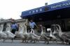 Police geese in China