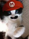 Super Mario cat