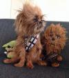 This Chewbacca Star Wars Dog Is So Cute! 