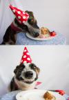 Happy birthday dog 