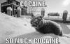 Cocaine So Much Cocaine